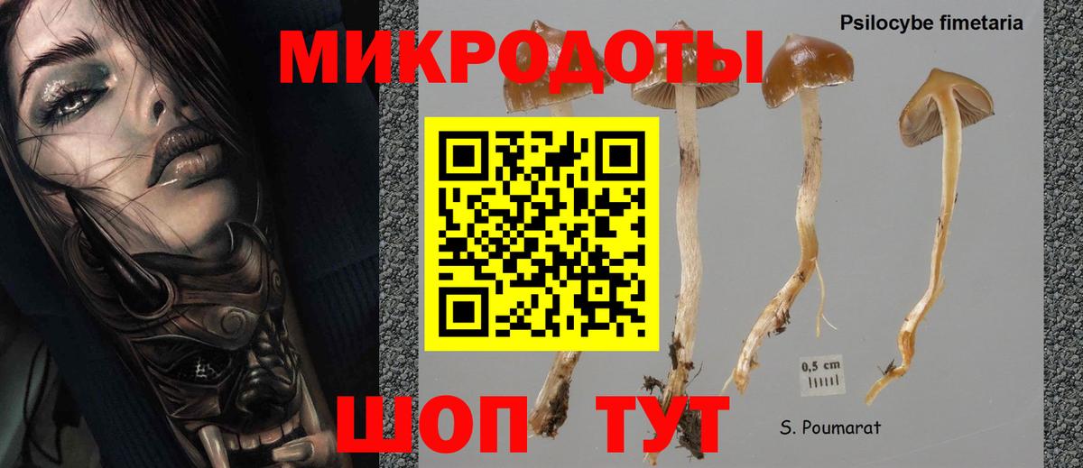 Псилоцибиновые грибы Psilocybe Ивантеевка